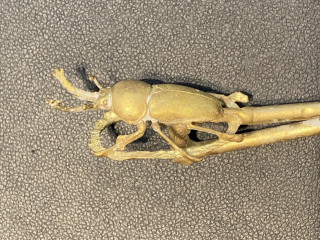 銀製擺件,銅製擺件生產案例-台灣銀飾工廠,台北銀飾工廠,新北銀飾工廠,銅飾工廠,台北銀飾生產,銅銀飾品製做,飾品鑄造,銅零件鑄造,銀零件鑄造,筆配件打版,飾品量產鑄造,擺飾專業打版,銀飾戒指生產,銀飾項鍊生產,銀飾配件訂製,銀飾工廠推薦,巧美信飾品工藝24